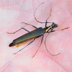 Pseudocalliprason marginatum