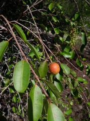Hancornia speciosa