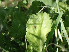 Diptera
