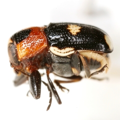 Griburius humeralis