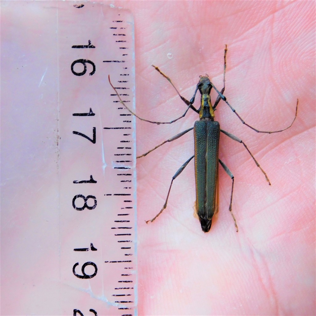 Pseudocalliprason marginatum