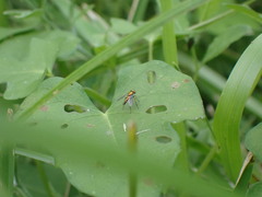 Sciapodinae