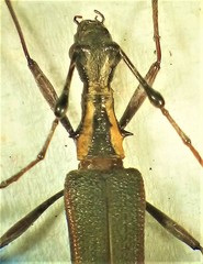 Pseudocalliprason marginatum