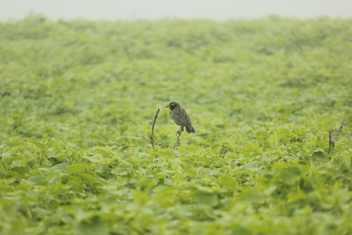 Peruvian Meadowlark (Leistes bellicosus), photo 8