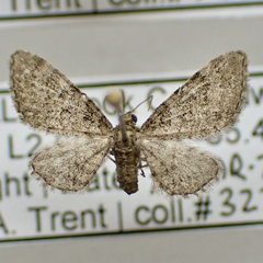 Eupithecia jejunata