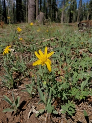 Arnica dealbata