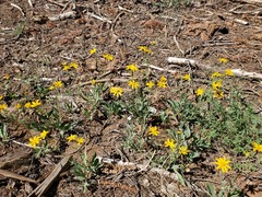 Arnica dealbata