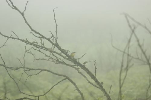 Black-lored Yellowthroat (Geothlypis auricularis), photo 10