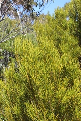 Orites acicularis