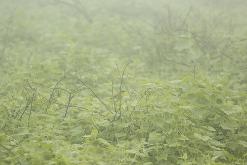 Black-lored Yellowthroat (Geothlypis auricularis), photo 7
