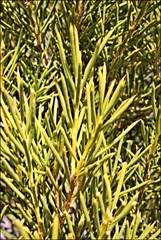 Orites acicularis