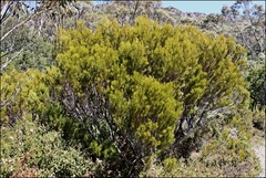 Orites acicularis