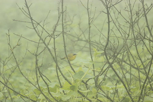 Black-lored Yellowthroat (Geothlypis auricularis), photo 6