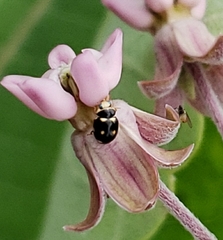 Brachiacantha decempustulata