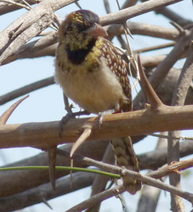 Trachyphonus darnaudii