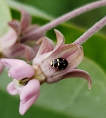 Brachiacantha decempustulata