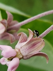 Brachiacantha decempustulata