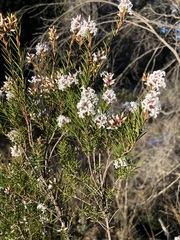Acrothamnus melaleucoides
