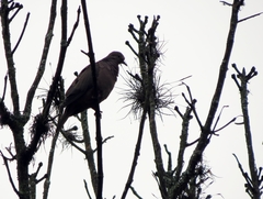 Patagioenas subvinacea