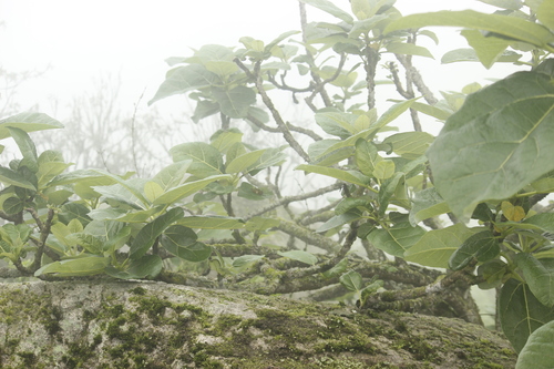 Image of Vasconcellea candicans by no rights reserved