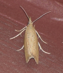 Pediasia dorsipunctellus