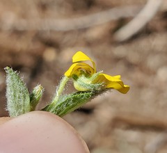 Viola tomentosa