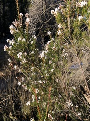 Acrothamnus melaleucoides
