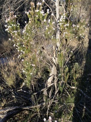Acrothamnus melaleucoides