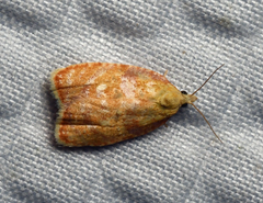 Acleris curvalana