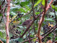 Synallaxis albescens