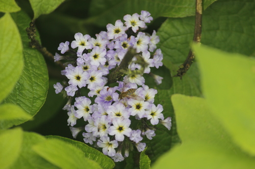 Heliotropium arborescens