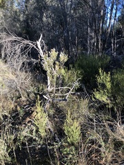 Acrothamnus melaleucoides