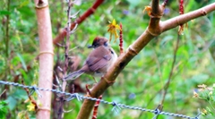 Synallaxis albescens