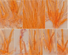 Phaeohelotium fulvidulum