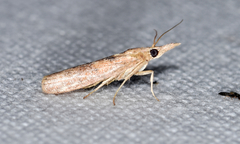 Macrorrhinia endonephele