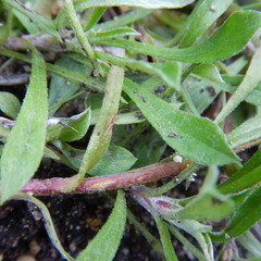 Antennaria rosea rosea