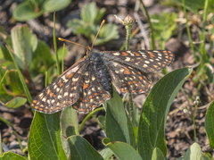 Euphydryas anicia