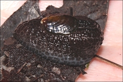 Rhytididae