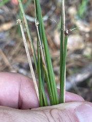 Eleocharis melanocarpa