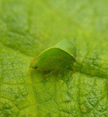 Spissistilus festinus