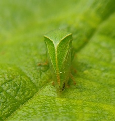 Spissistilus festinus