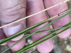 Eleocharis melanocarpa