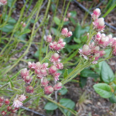 Antennaria rosea rosea