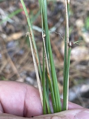 Eleocharis melanocarpa