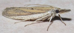 Bandera binotella