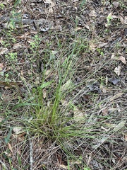 Eleocharis melanocarpa