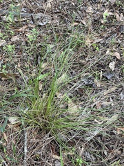 Eleocharis melanocarpa