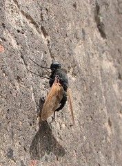 Satyramoeba hetrusca