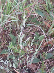 Symphyotrichum sericeum