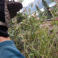 Antennaria rosea rosea